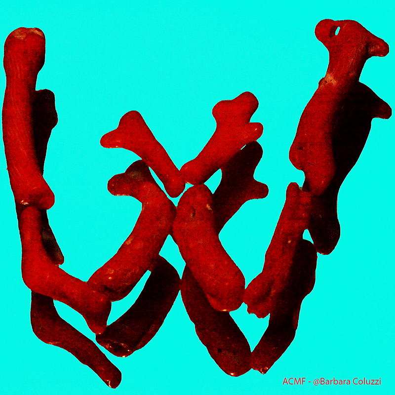 Alfabeto di corallo rosso - W