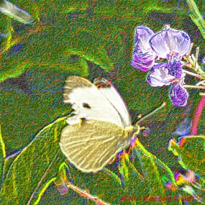 Una farfalla ed un fiore