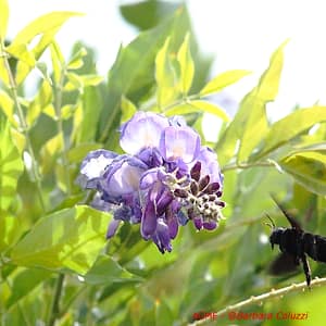 L'ape legnaiola e il fiore (B)
