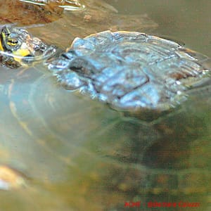 Una tartaruga d'acqua dolce