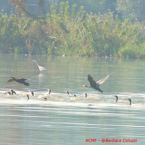 Cormorani in fila che nuotano