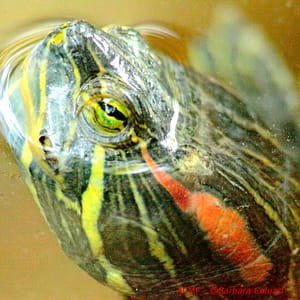 Una tartaruga in primo piano