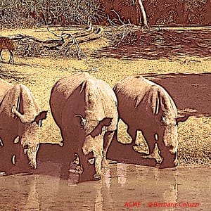 Tre rinoceronti a una pozza