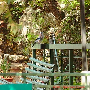 Una ghiandaia in un giardino (B)