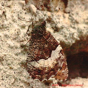 Una farfalla su un muro di pietra