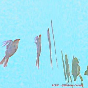 Un passero in volo asintotico