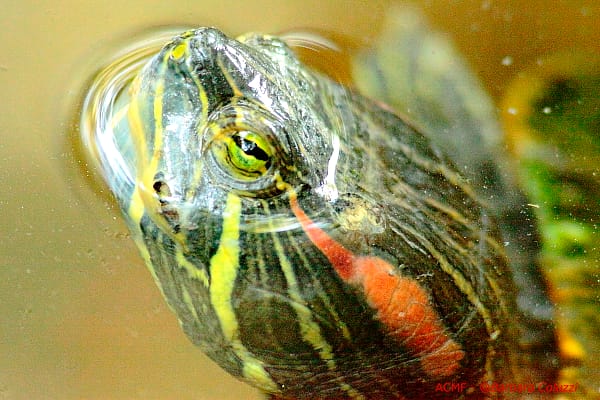 Una tartaruga in primo piano