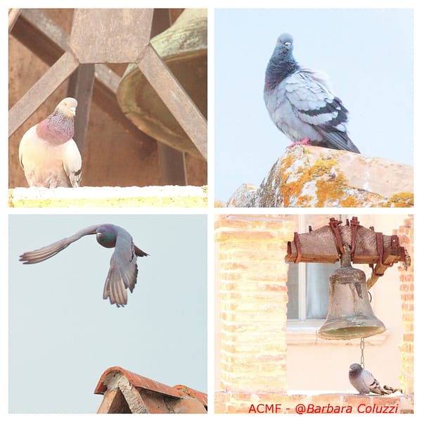 I piccioni nei campanili e sui tetti di Lugnano