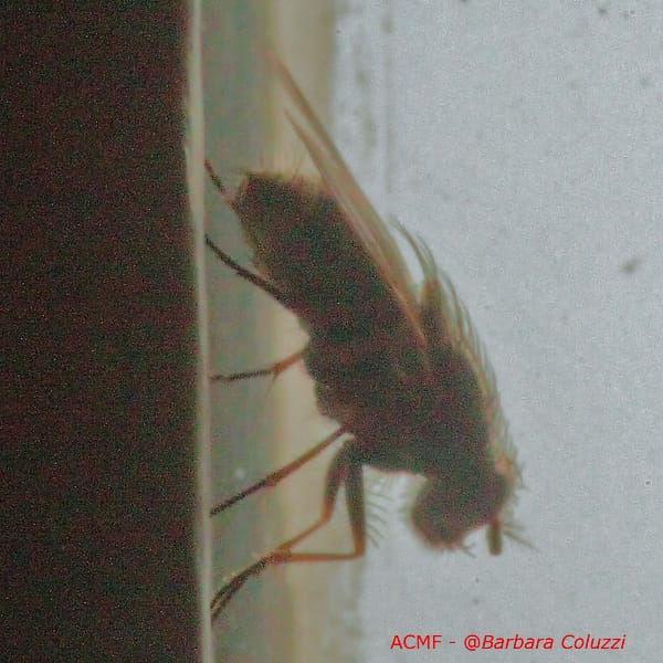 I peli di una mosca domestica