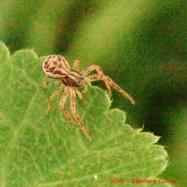 Un ragno su una foglia (A)